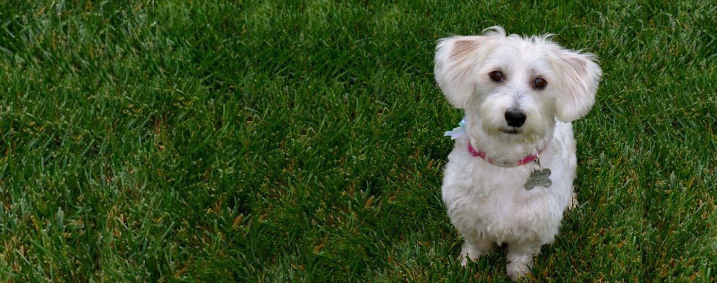 West highland terrier sales mix